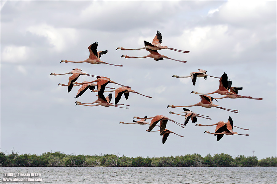 Fenicottero rosa [Phoenicopterus ruber]