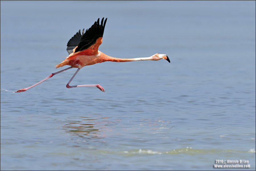 Fenicottero rosa [Phoenicopterus ruber]