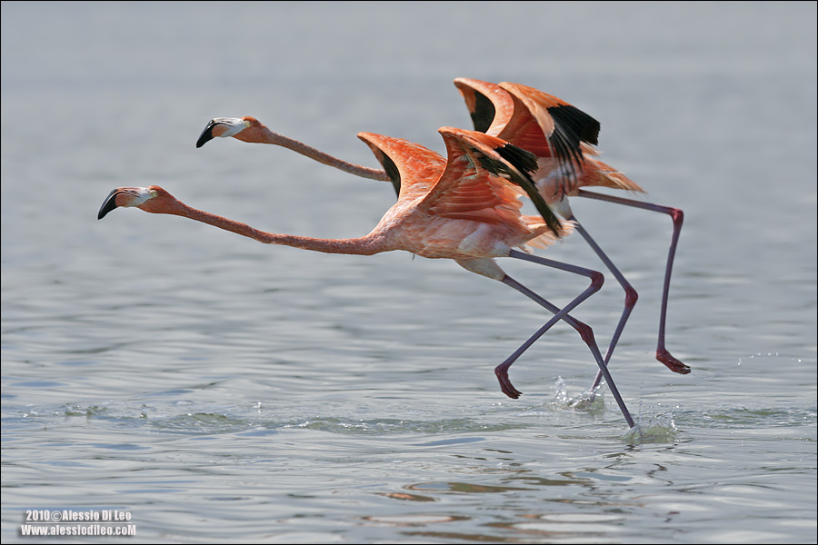 Fenicottero rosa [Phoenicopterus ruber]