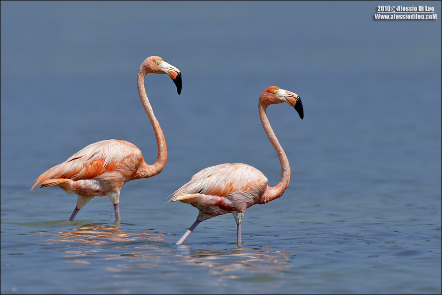 Fenicottero rosa [Phoenicopterus ruber]