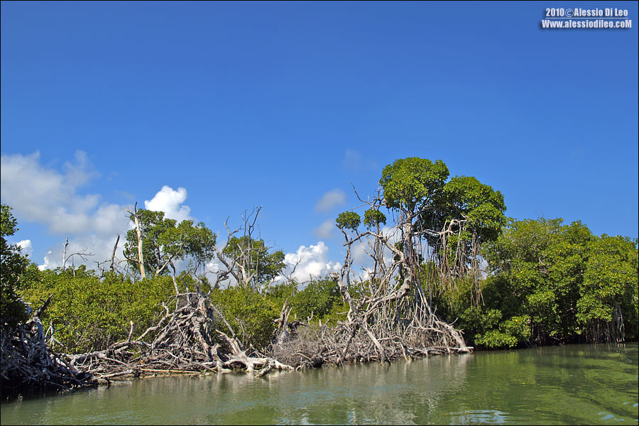 Rio Lagartos