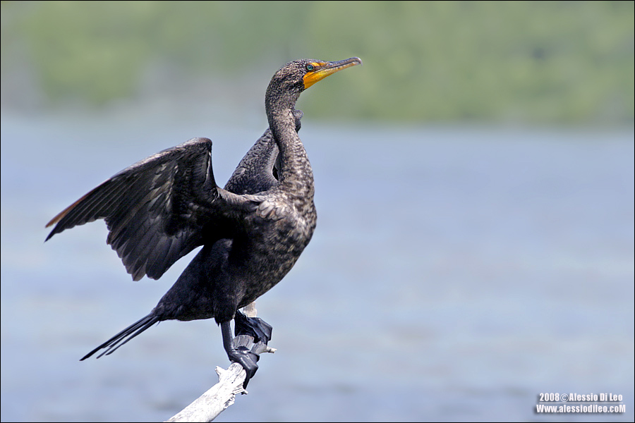 Cormorano - [Phalacrocorax carbo]