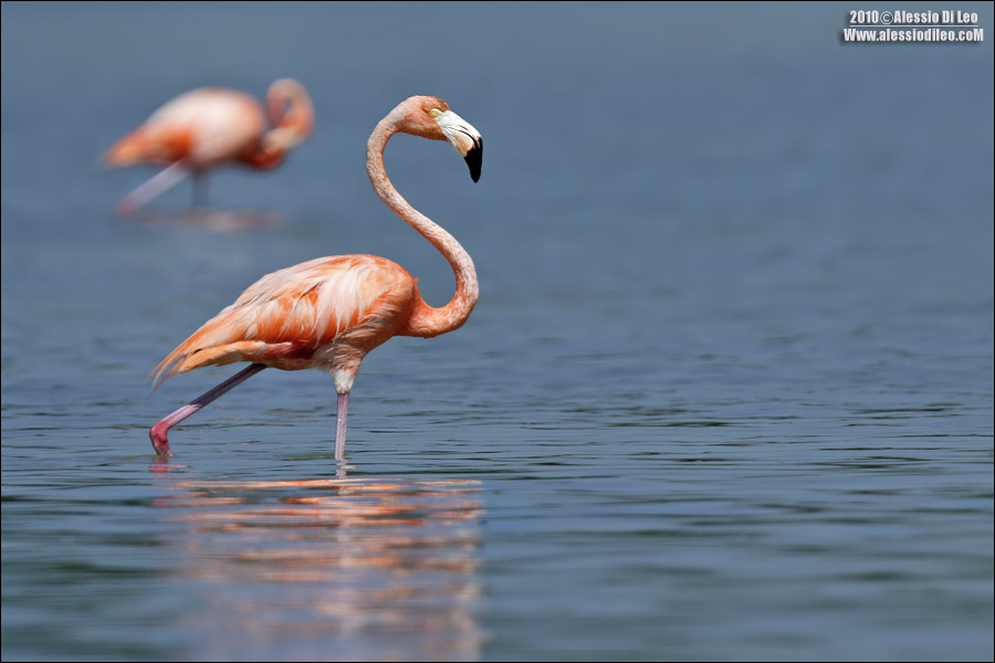 Fenicottero rosa [Phoenicopterus ruber]