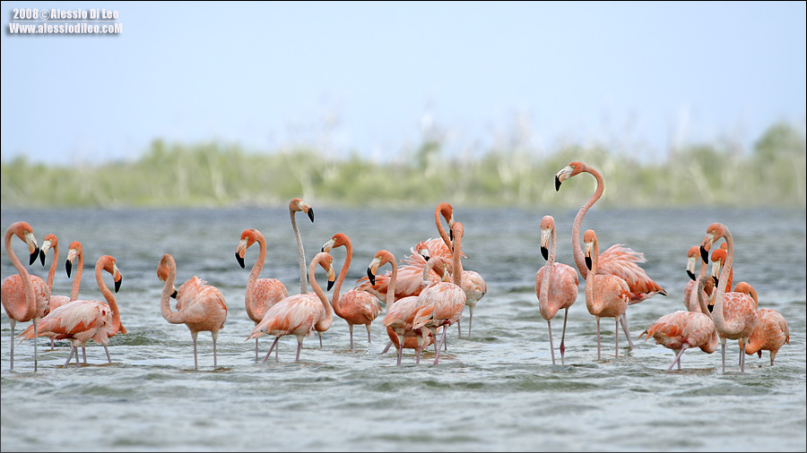 Fenicottero rosa [Phoenicopterus ruber]