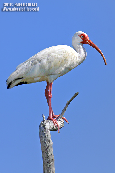 ibis bianco [Eudocimus albus]