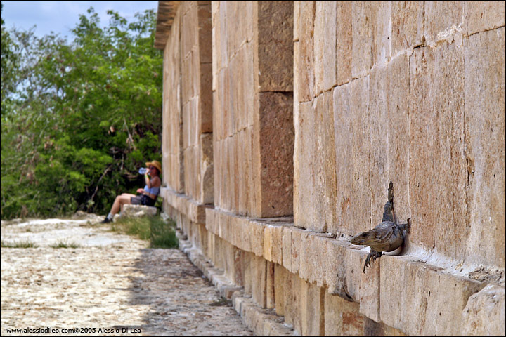 Tutti cercano un pò d'ombra per ripararsi dal sole - Uxmal