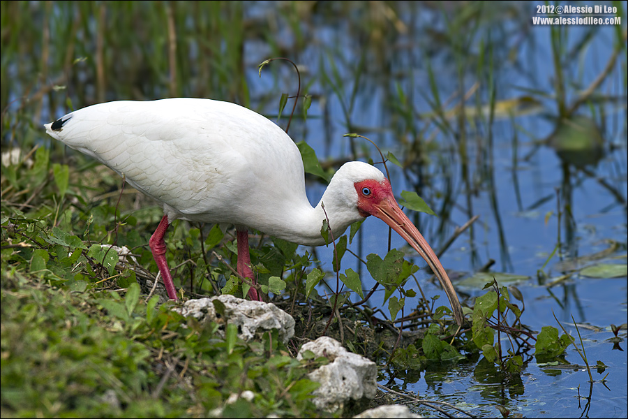 Ibis-bianco.jpg