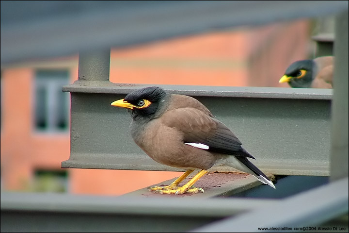 Singolare incontro sull'Arbour Bridge, Common myna [Acridotheres tristis] - Sydney