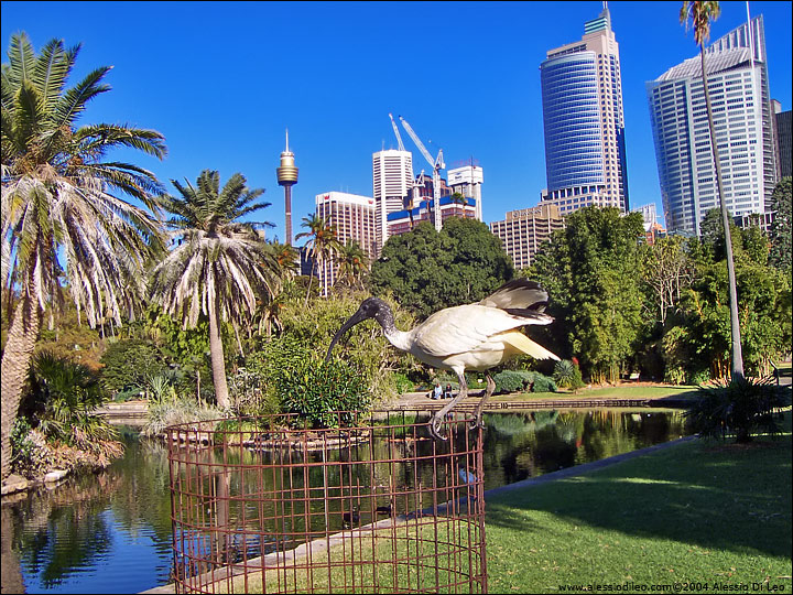 Ibis sacro [Threskiornis aethiopicus] - Sydney