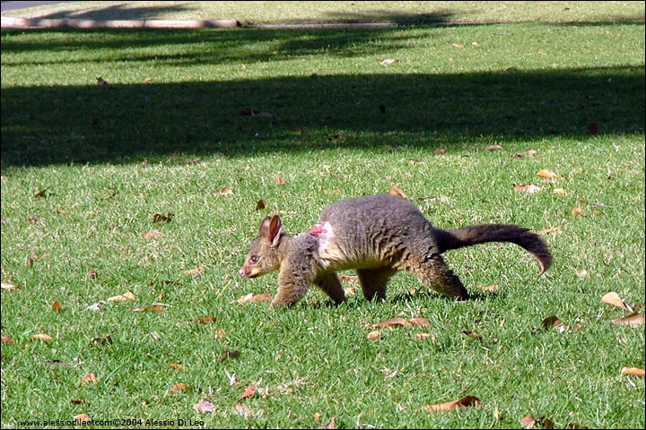 Common Brush Tail Possum [Trichosurus vulpecula] - Sydney