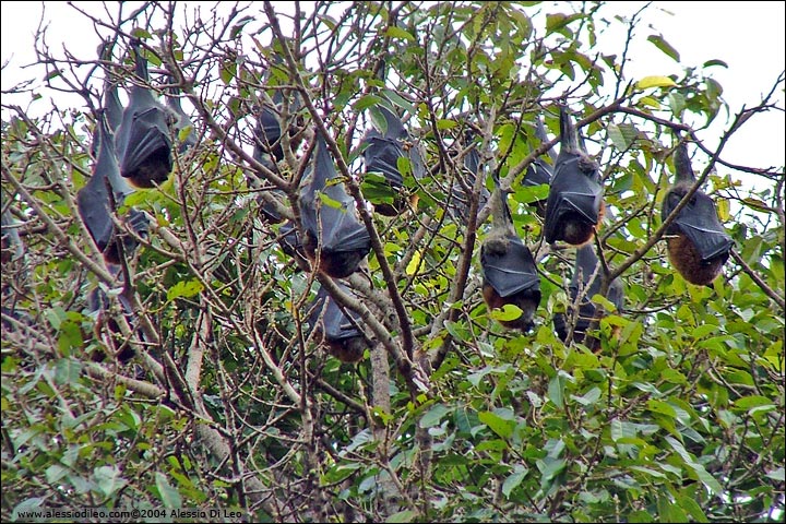 Colonia di volpi volanti o pipistrelli della frutta (Flying fox) nei Royal botanic garden - Sydney