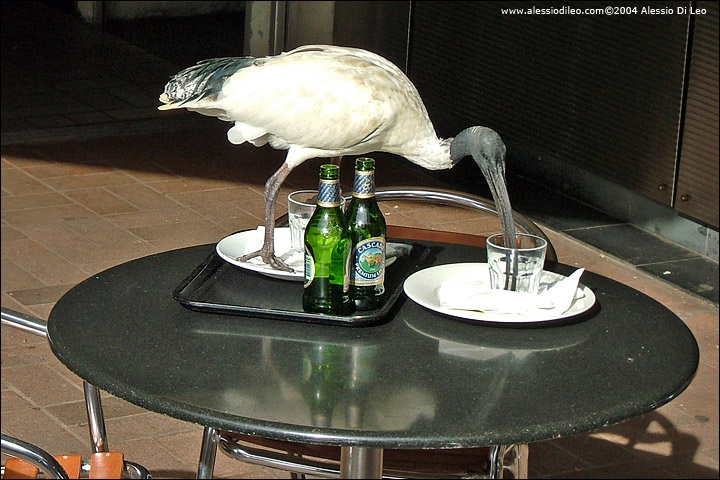 Gli Ibis sacri [Threskiornis aethiopicus] all'interno del parco sono molto confidenti - Sydney