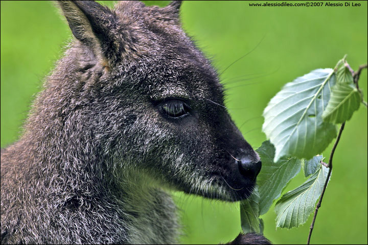 Canguro grigio [Macropus fulginosus] - Sydney