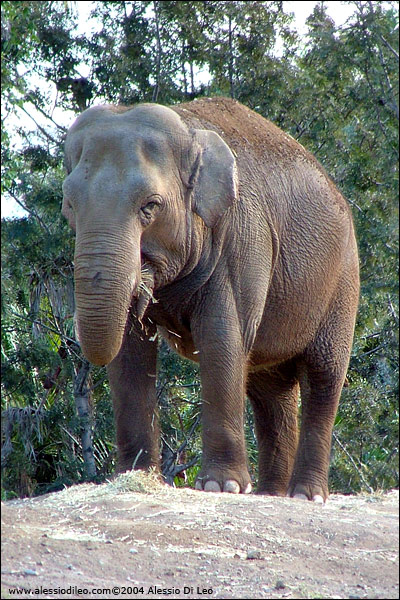 Elefante asiatico [Elephas maximus] - Sydney