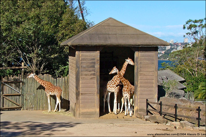 Giraffe [Giraffa camelopardalis] - Sydney