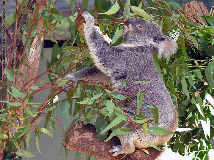 Koala [Phascolarctos cinereus] - Sydney