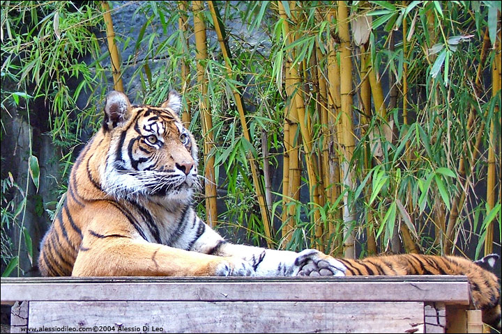 Tigre di Sumatra [Panthera tigris sumatrae] - Sydney