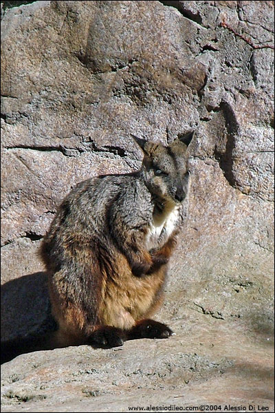 Wallaby delle rocce [Petrogale lateralis] - Sydney