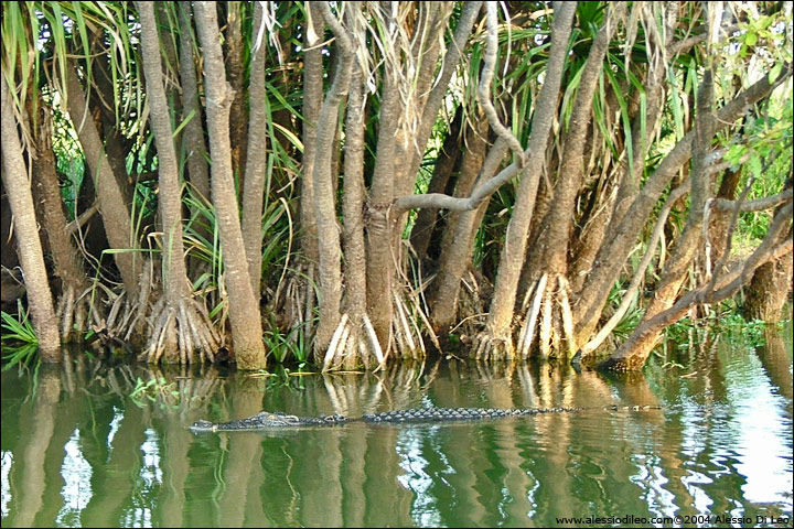 Alcuni esemplari seguiranno il battello per buona parte dell' escursione - Yellow Water