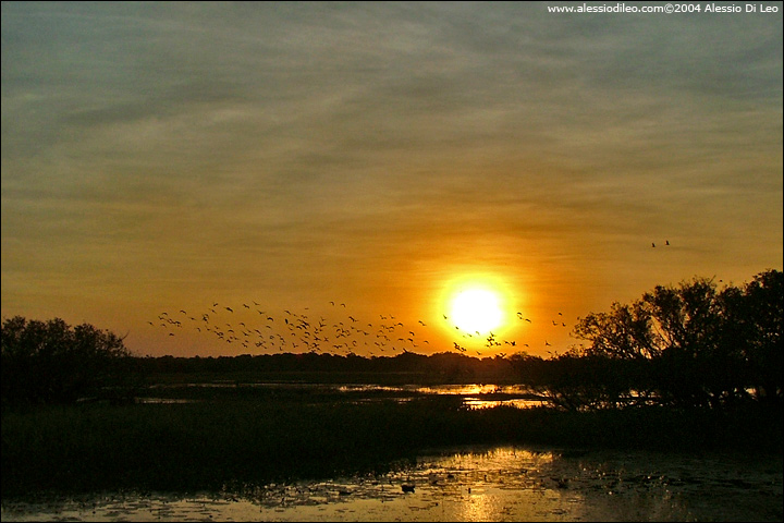 Stormi di uccelli si dirigono verso i posatoi notturni - Yellow Water