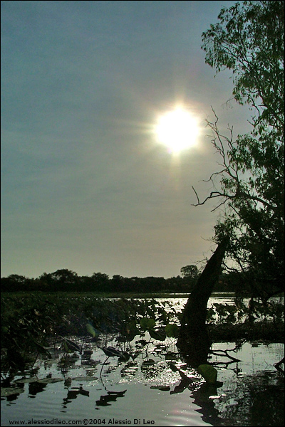 Yellow Water