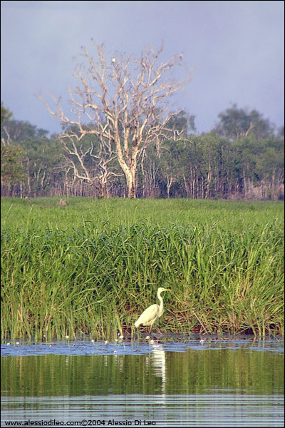 Yellow Water