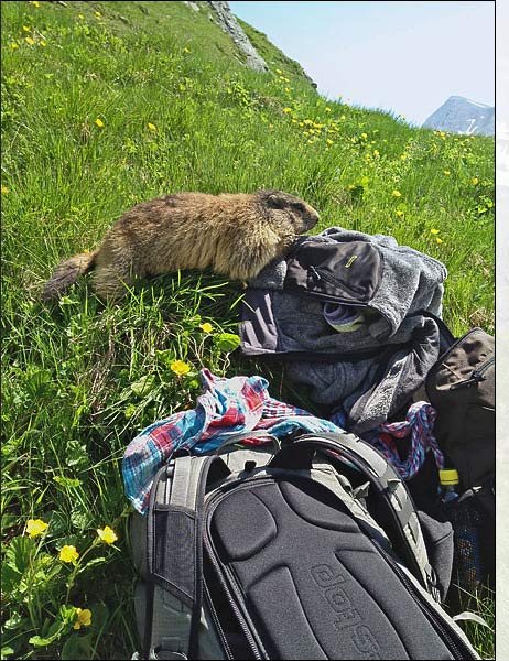 Marmotta