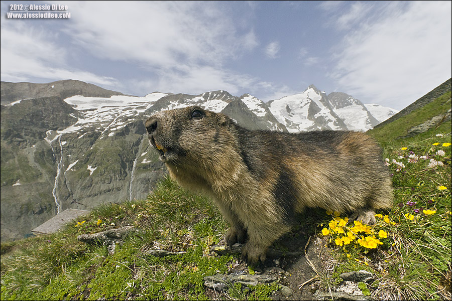 Marmotta [marmota marmota] 