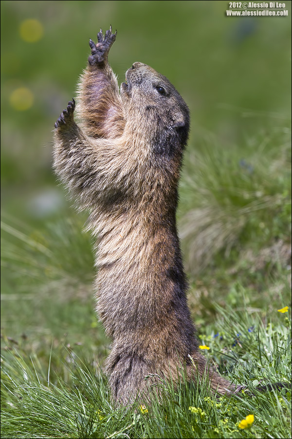 Marmotta [marmota marmota] 