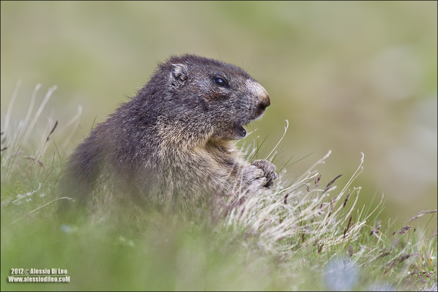 Marmotta [marmota marmota] 