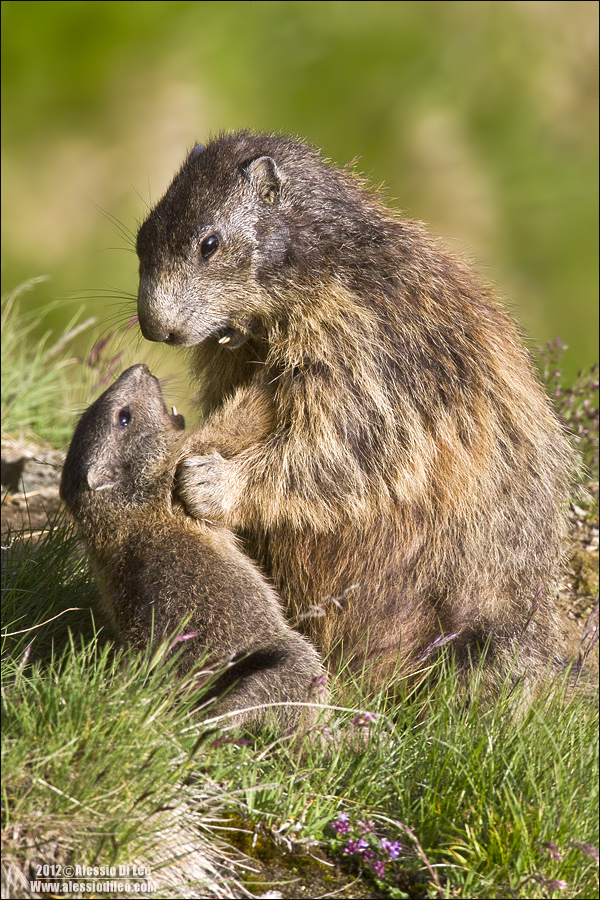Marmotta [marmota marmota] 