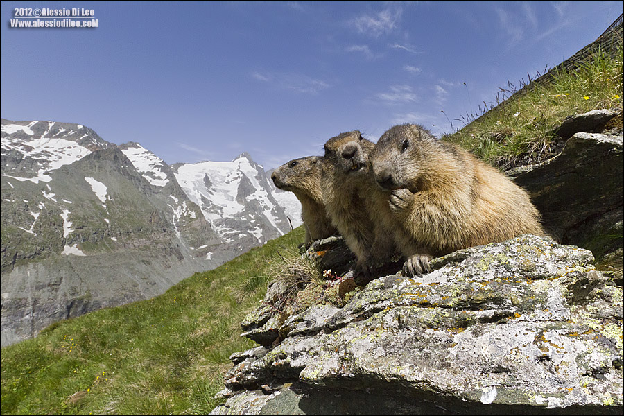 Marmotta [marmota marmota] 