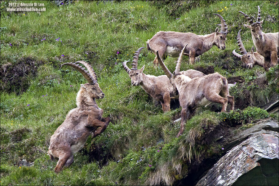 Stambecco [Capra ibex]