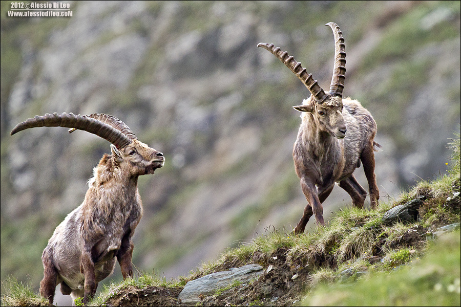 Stambecco [Capra ibex]