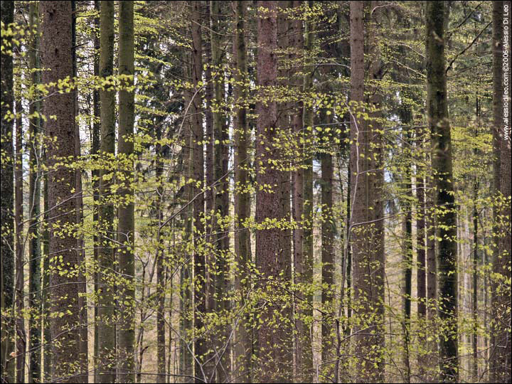 Bayerischer Wald National Park