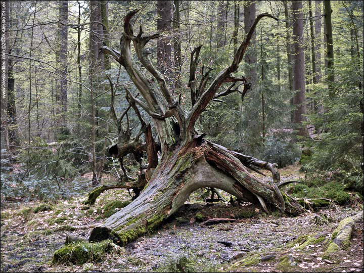 Bayerischer Wald National Park
