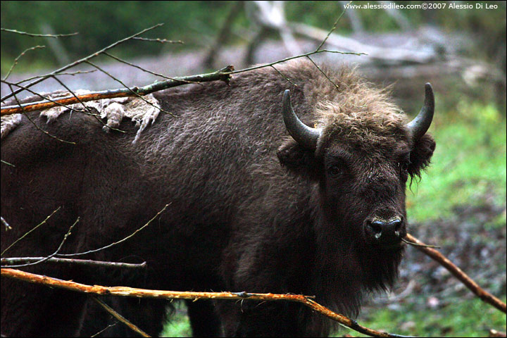 Bisonte europeo - [Bison bonasus] - Tier-Freigelände I Bayerischer Wald