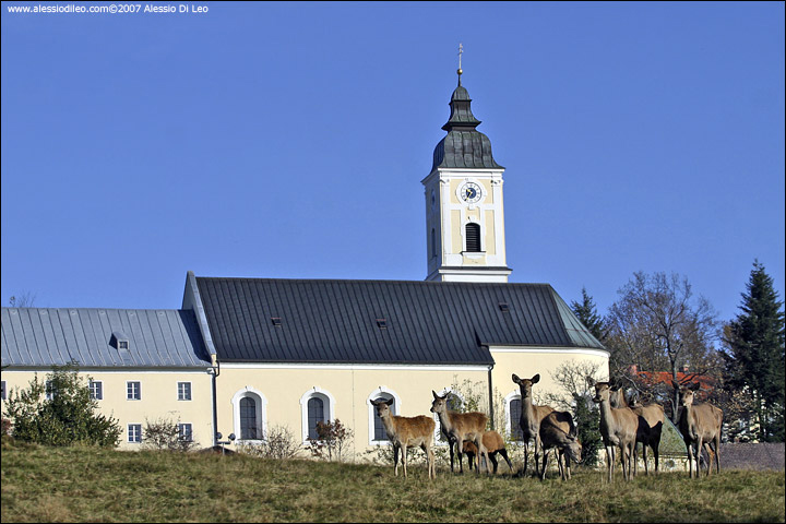 I cervi di St. Oswald