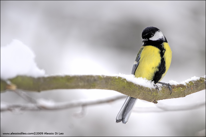Cinciallegra - [Parus major] - Tier-Freigelände I Bayerischer Wald