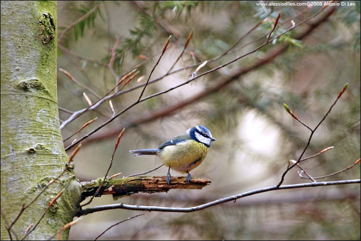 Cinciarella - [Parus caeruleus] - Tier-Freigelände I Bayerischer Wald