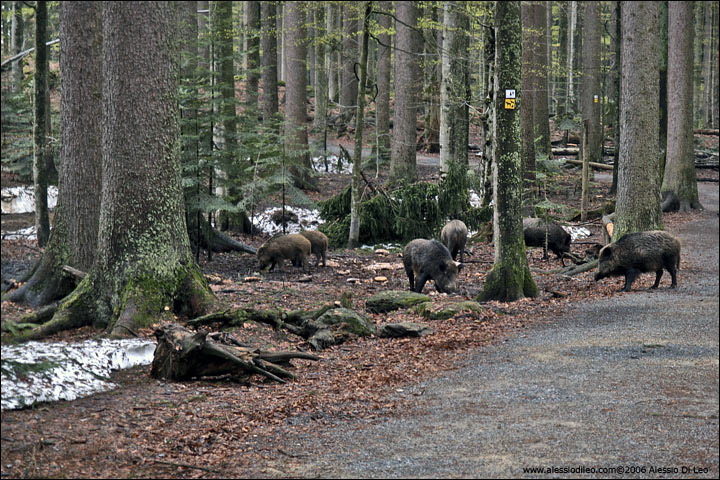 Bayerischer Wald National Park