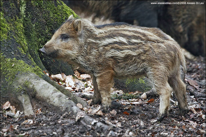 Cucciolo di cinghiale Cinghiale [Sus scrofa] - Tier-Freigelände I Bayerischer Wald