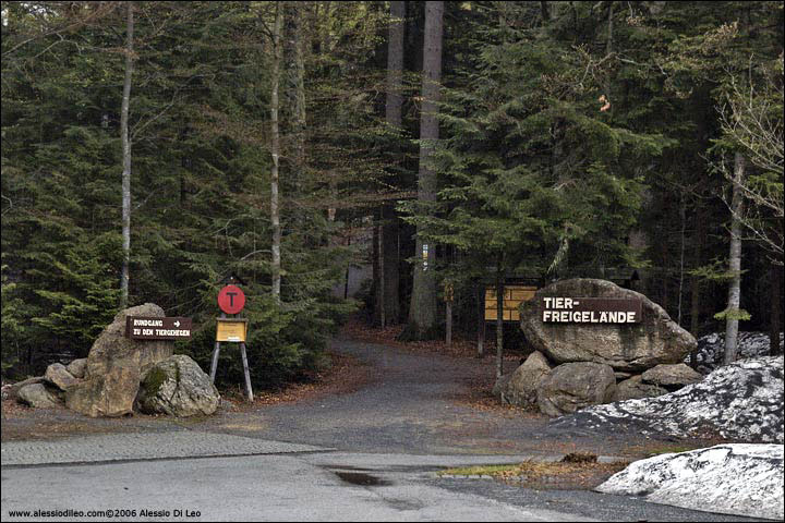 Bayerischer Wald National Park