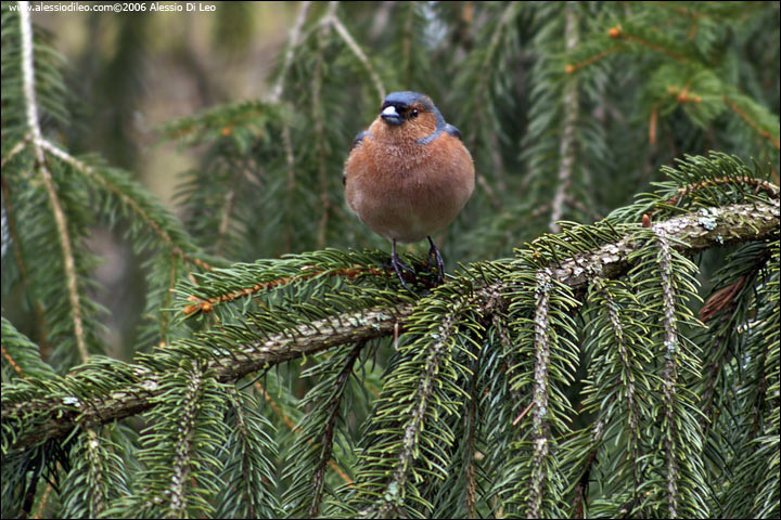 Fringuello - [Fringilla coelebs] - Tier-Freigelände I Bayerischer Wald