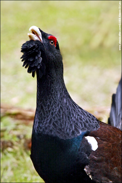 Gallo cedrone - [Tetrao urogallus] - Tier-Freigelände I Bayerischer Wald
