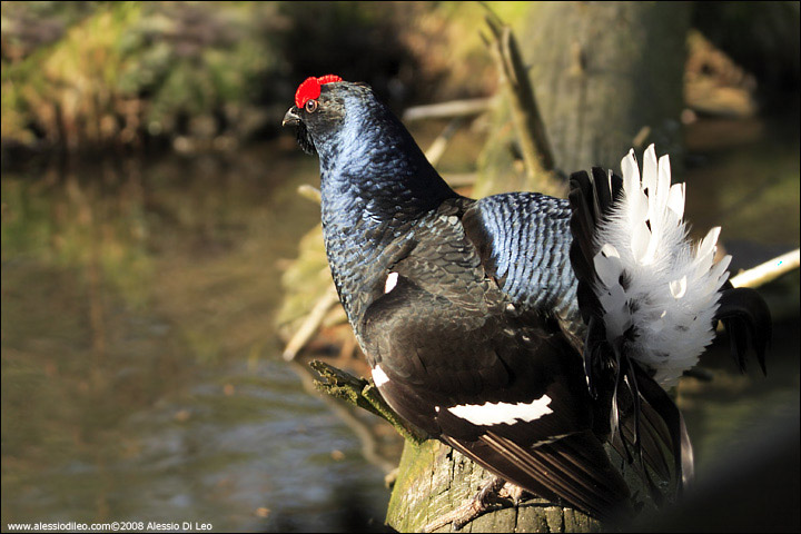 Gallo forcello - [Tetrao tetrix] - Tier-Freigelände I Bayerischer Wald