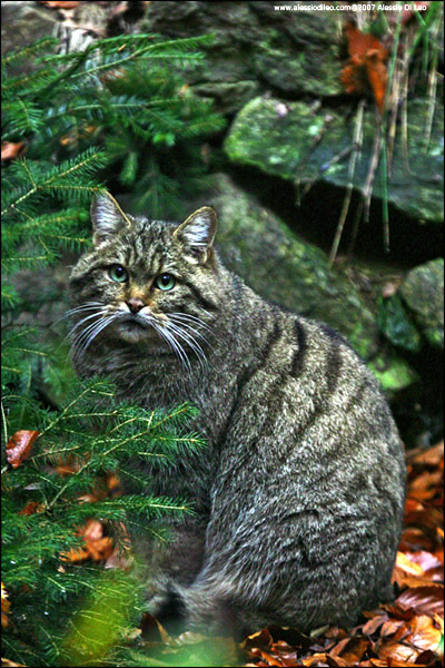 Gatto selvatico - [Felis silvestris] - Tier-Freigelände I Bayerischer Wald
