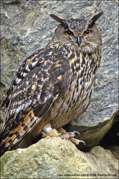 Gufo reale - [Bubo bubo] - Tier-Freigelände I Bayerischer Wald