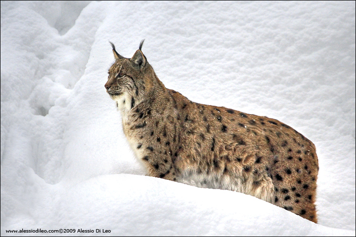 Lince europea [Linx linx] - Tier-Freigelände II Bayerischer Wald