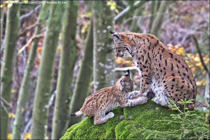 Lince con cucciolo - Tier-Freigelände I Bayerischer Wald